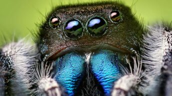 Пајаци-скокачи со четири пара на очи